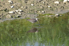 Limnodromus scolopaceus