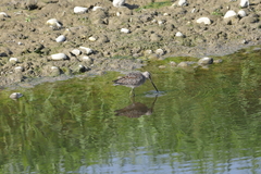 Limnodromus scolopaceus