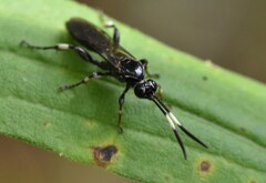 Cratichneumon sublatus