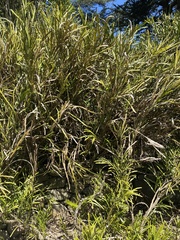 Carmichaelia williamsii