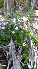 Cryptostegia madagascariensis