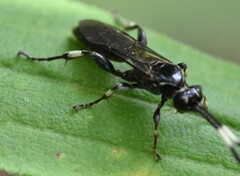 Cratichneumon sublatus