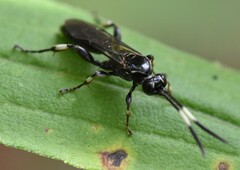 Cratichneumon sublatus