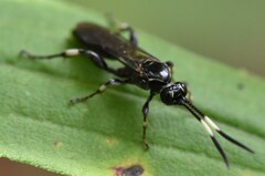 Cratichneumon sublatus