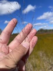 Panicum flexile