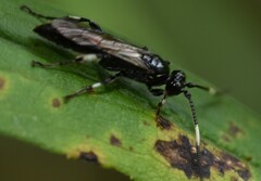 Cratichneumon sublatus