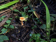 Hygrophoropsis