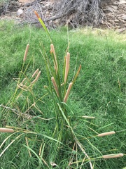 Typha