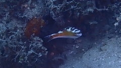 Serranus tabacarius