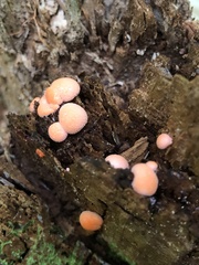 Lycogala epidendrum