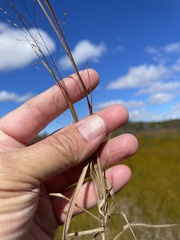 Panicum flexile