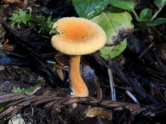 Hygrophoropsis