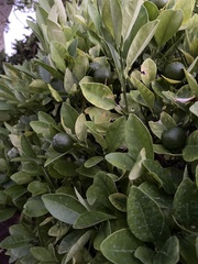 Citrus × microcarpa