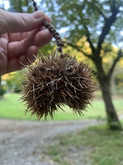 Castanea mollissima