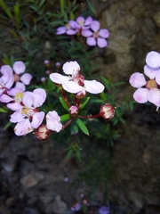Myrtaceae