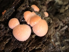 Lycogala epidendrum