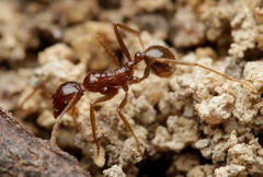 Aphaenogaster longiceps