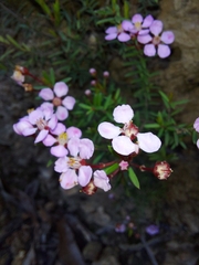 Myrtaceae