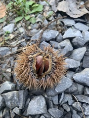 Castanea mollissima