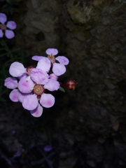 Myrtaceae