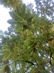Castanea mollissima
