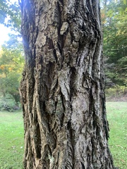 Castanea mollissima