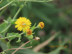 Taylorilygus apicalis