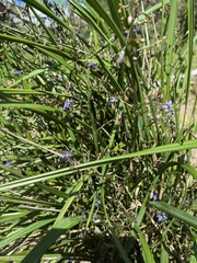 Dianella brevicaulis