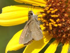 Lerodea eufala eufala