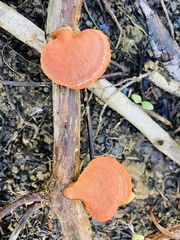 Trametes sanguinea