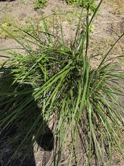 Dianella brevicaulis