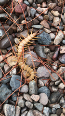 Scolopendra