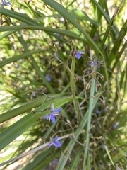 Dianella brevicaulis