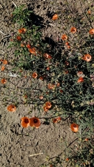 Sphaeralcea laciniata
