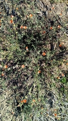 Sphaeralcea laciniata