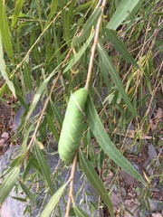 Pachysphinx occidentalis