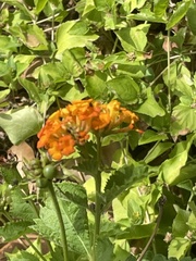 Lantana urticoides