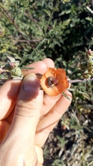 Sphaeralcea laciniata