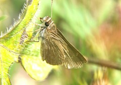 Lerodea eufala eufala