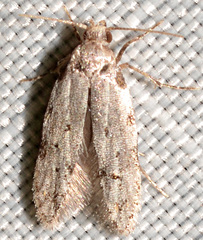 Taygete attributella