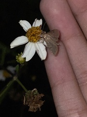 Herpetogramma phaeopteralis