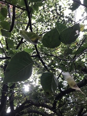 Ficus religiosa