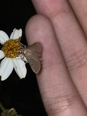 Herpetogramma phaeopteralis