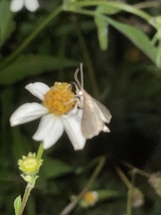 Herpetogramma phaeopteralis