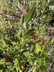 Salix cordata