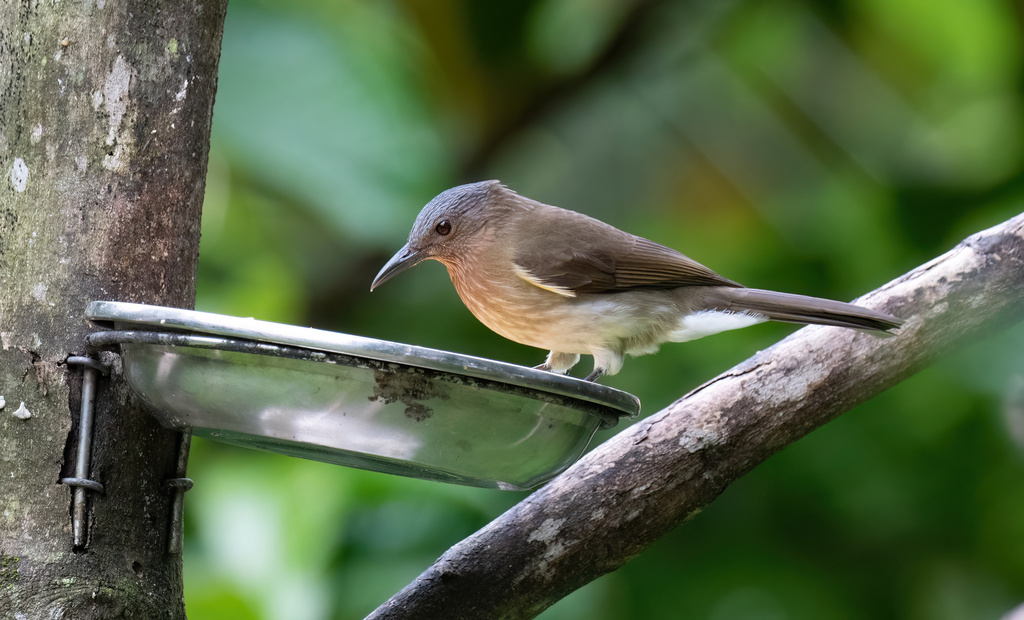 Philippine Bulbul
