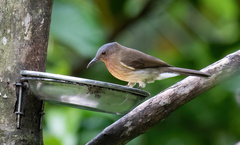 Hypsipetes philippinus