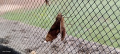 Aleuron iphis