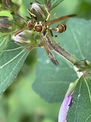 Mischocyttarus mexicanus cubicola