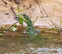 Hydrosaurus pustulatus